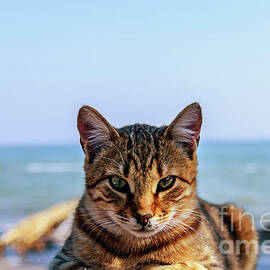 Gray cat on the background of the sea