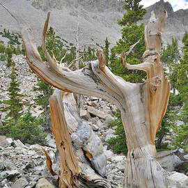 Great Basin Bristlecone Loop Trail by Ray Mathis