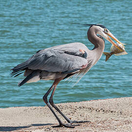 Great Blue Heron Plays with Fish #6