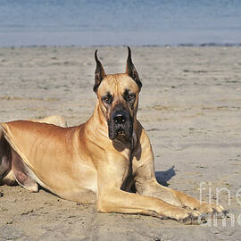 Great Dane On Beach by Gerard Lacz