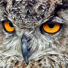 Great Horned Owl Closeup by Jim Fitzpatrick