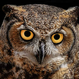 Great Horned Owl