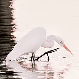 Great White Egret Pink Sunset by Jennie Marie Schell