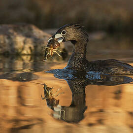 Grebe with Breakfast  by Ruth Jolly