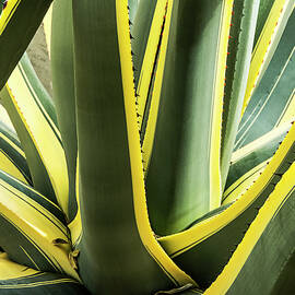 Green and Yellow Agave Plant by Bob Slitzan
