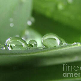 Green Drops 4 by Kim Tran
