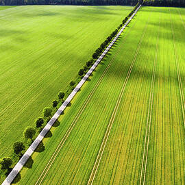 Green fields and trees from above aerial view by Matthias Hauser