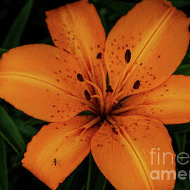 Green Fly and Tiger Lily by Janice Pariza