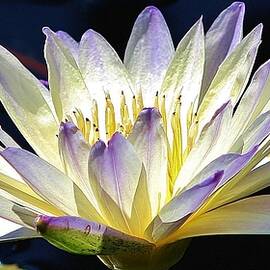 Green Smoke Waterlily by Bruce Bley
