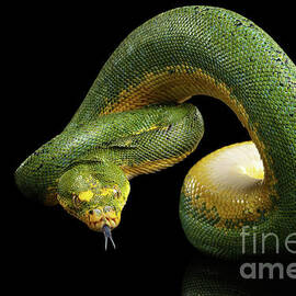 Green Tree Python. Morelia viridis. Isolated black background by Sergei Taran