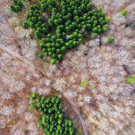 Green trees and bare trees from above by Matthias Hauser