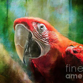 Green Winged Macaw by Lois Bryan