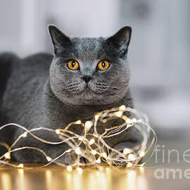 Grey cat playing with a string of lights by Michal Bednarek