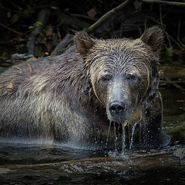 Grizzly by Randy Hall