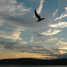 Gull Over The Hudson by Frank Mari