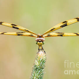 Halloween Pennant by Abeselom Zerit