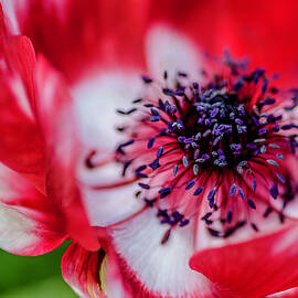 Harmony Scarlet Poppy Anemone by Julie Palencia