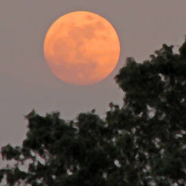 Harvest Moonrise