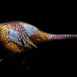Have a pheasant day.. by Martin Newman
