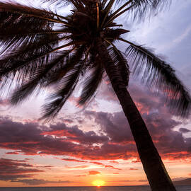 Hawaiian Coconut Palm Sunset by Dustin K Ryan