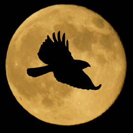 Hawk Flying By Full Moon