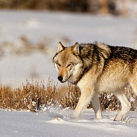 Hayden Pack 541M by Mark Miller