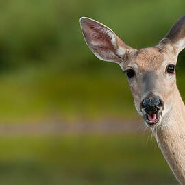 Hello by Sebastian Musial