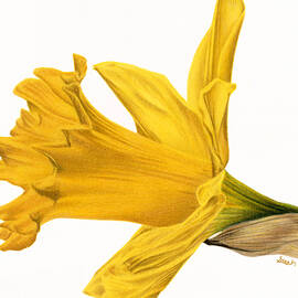 Herald Of Spring by Sarah Batalka