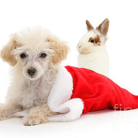 He's behind you this Christmas by Warren Photographic