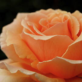 Hever Castle Peach Rose