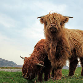 Highland Cow Calves by Grant Glendinning