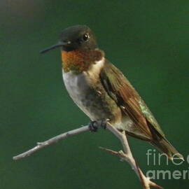 His Majesty the Male Ruby-throated Hummingbird by Earl Williams Jr