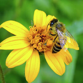 Honey Bee Good by Bill Morgenstern