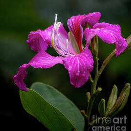 Hong Kong Orchid by Teresa Wilson