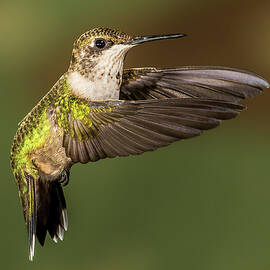 Hoovering Hummer by Paul Freidlund