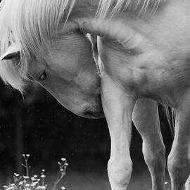 Horse with Flowers by Rachel Morrison