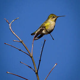 Humming Bird Evacuation by Jean Noren