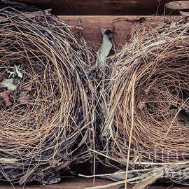 Humming Bird Nests by Edward Fielding
