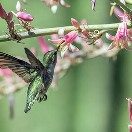 Hummingbird 2279 by Tam Ryan
