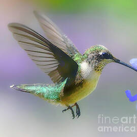 Hummingbird  And Nectar  by Peggy Franz