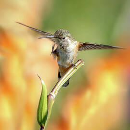 Hummingbird Flutter by Athena Mckinzie