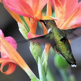 Hummingbird on Cannas 2 by Mary Ann Artz