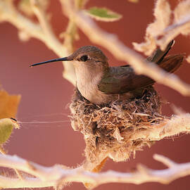 Hummingbird On Nest by Brook Burling