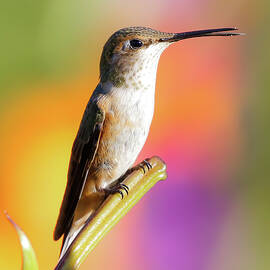 Hummingbird Perched III by Athena Mckinzie