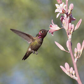  Hummingbird sipping nectar by Ruth Jolly