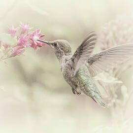 Hummingbird Softly by Angie Vogel