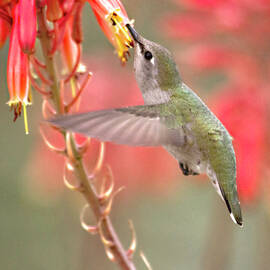Hummingbird suspended in time by Ruth Jolly