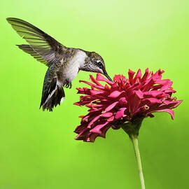 Hummingbird With Zinnia by Lara Ellis
