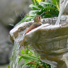Hummingbirds Do Take Baths