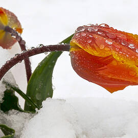 I Thought Spring was here by James Steele